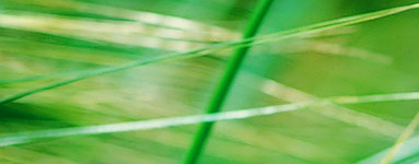 Zeleni ječmen za zdravje!